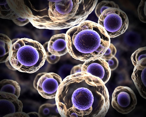 Naturally Enhance Testosterone